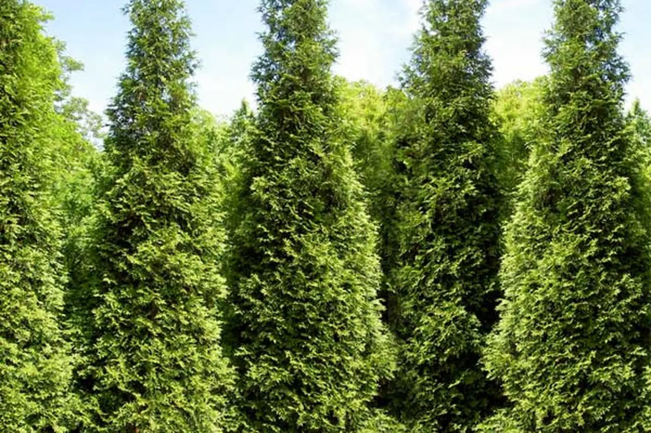 Mature arborvitae trees creating a lush evergreen privacy screen in a thoughtfully designed New England residential landscape.