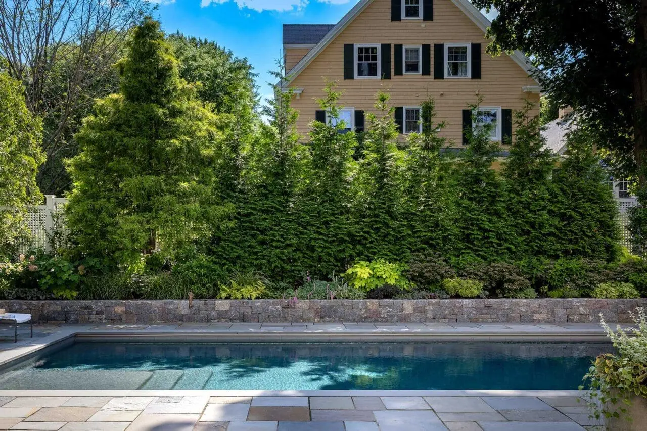 Green Giant arborvitae in Dover, Massachusetts, forming a tall evergreen privacy screen along the property.