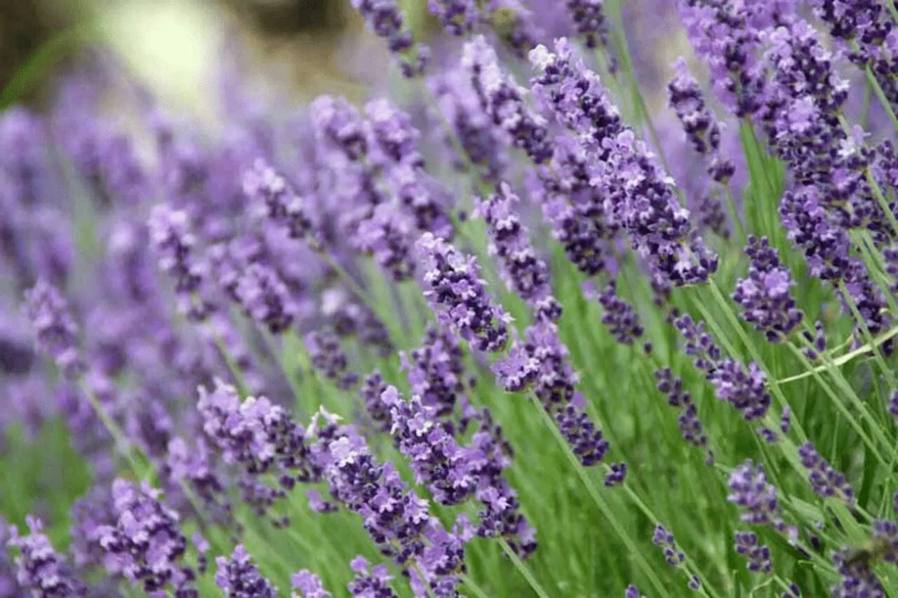 A broad sweep of English lavender softens the garden edge with purple flowers and silvery foliage, especially effective in hot, sunny areas.