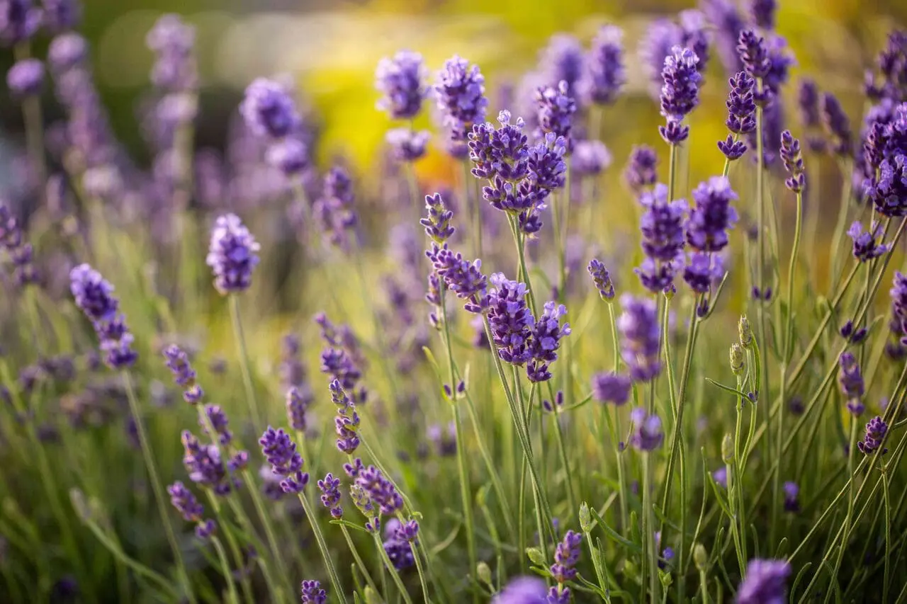 English lavender with slender purple flower spikes rising above silvery-green foliage, adding color, texture, and drought tolerance to a sunny garden.