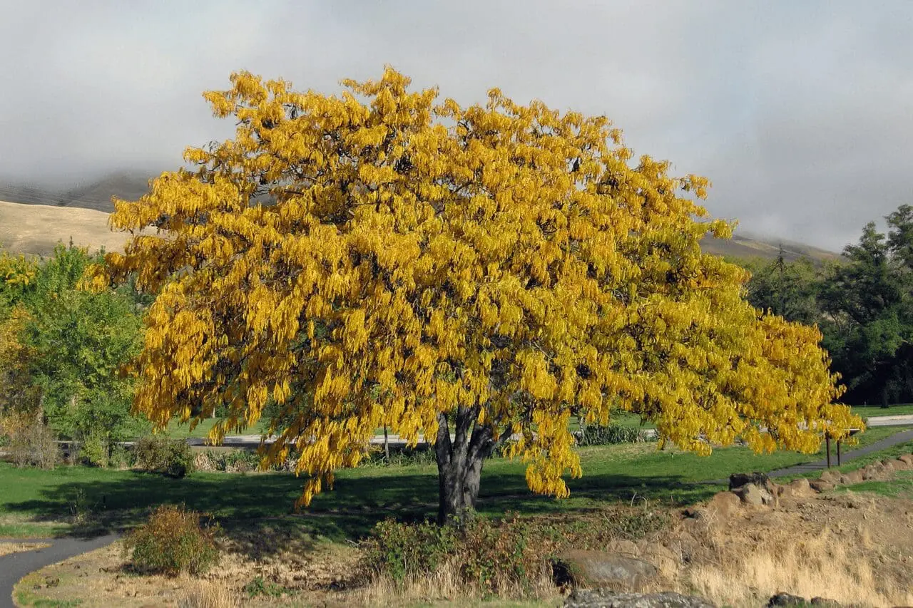 Honeylocust’s fine, airy foliage casts light shade while keeping the canopy visually open, making it a useful tree for sunny residential landscapes.