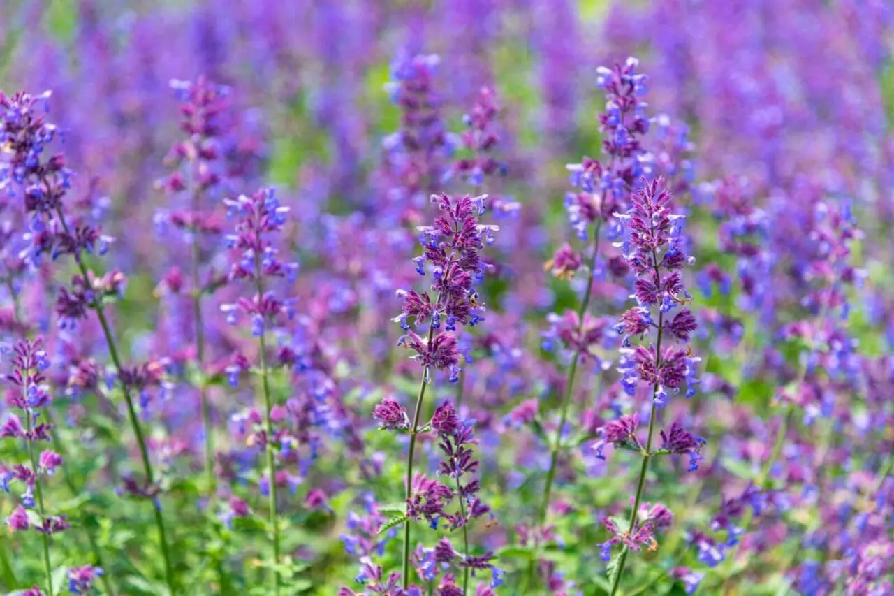 Purple nepeta flowers create a soft, billowing mass of color, bringing texture and long-lasting interest to a drought-tolerant garden.