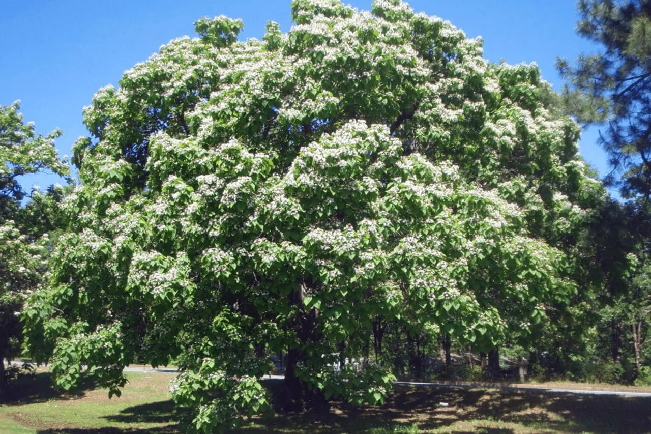 Northern catalpa in bloom, with clusters of white flowers breaking across the broad green canopy and giving this large shade tree a striking early-summer presence.