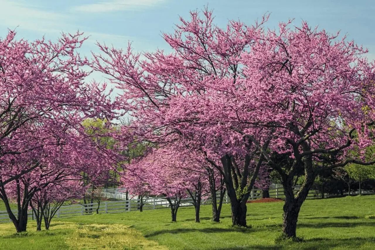 Pink redbud blossoms cluster along bare branches in early spring, creating a vivid burst of color before the tree’s leaves emerge.