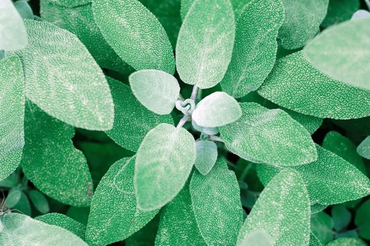 Soft gray-green sage leaves create a dense, textured planting, showcasing the foliage and drought-tolerant character of this hardy garden plant.