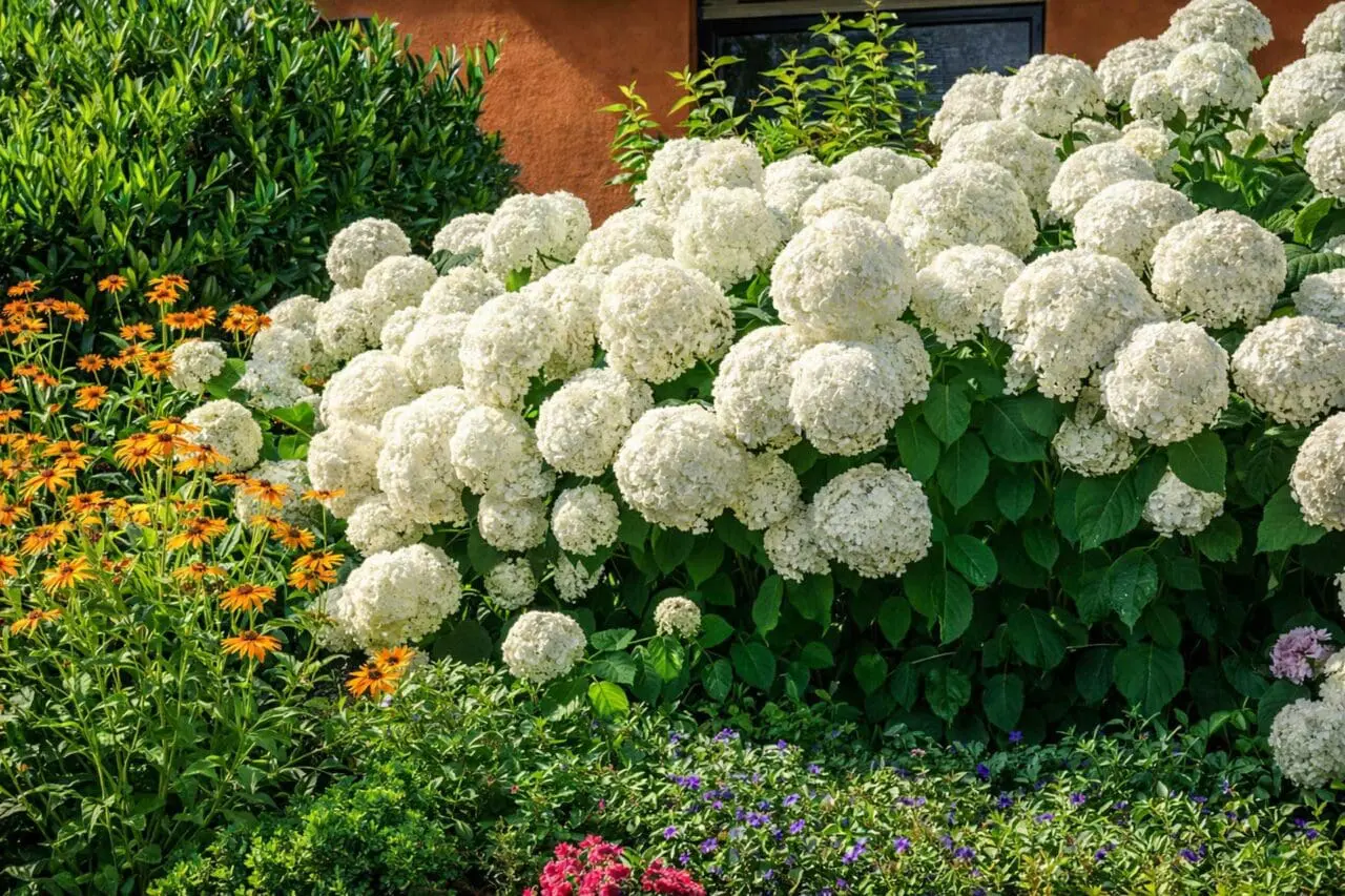 Smooth hydrangea with rounded clusters of white flowers and lush green foliage, adding soft summer color and texture to a New England landscape.