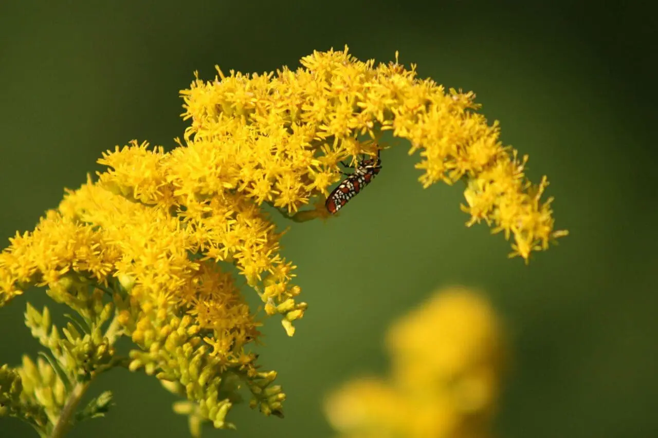 Goldenrod: 42 species of pollen specialist bees and over 100 species of moth/butterfly caterpillars rely on this plant.