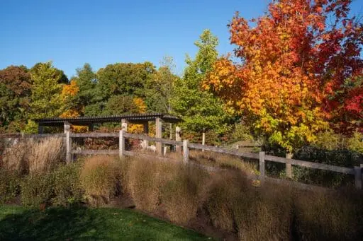 Carlisle, MA - Strong tree forms, ornamental grasses, and structural plantings provide visual interest beyond the growing season, ensuring the landscape remains engaging and well-defined throughout the year.