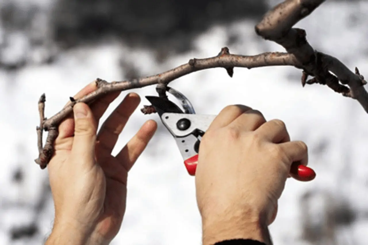 Close-up of winter pruning with hand pruners cutting a dormant tree branch against a snowy landscape.