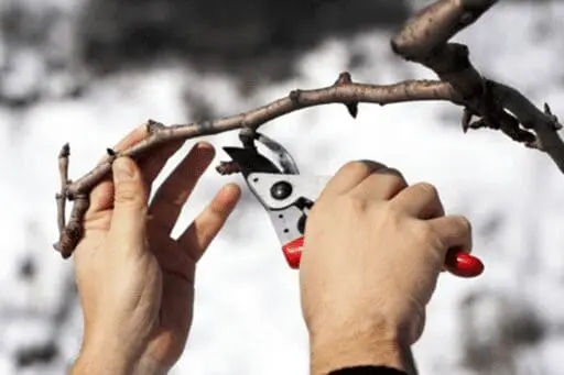 Close-up of winter pruning with hand pruners cutting a dormant tree branch against a snowy landscape.