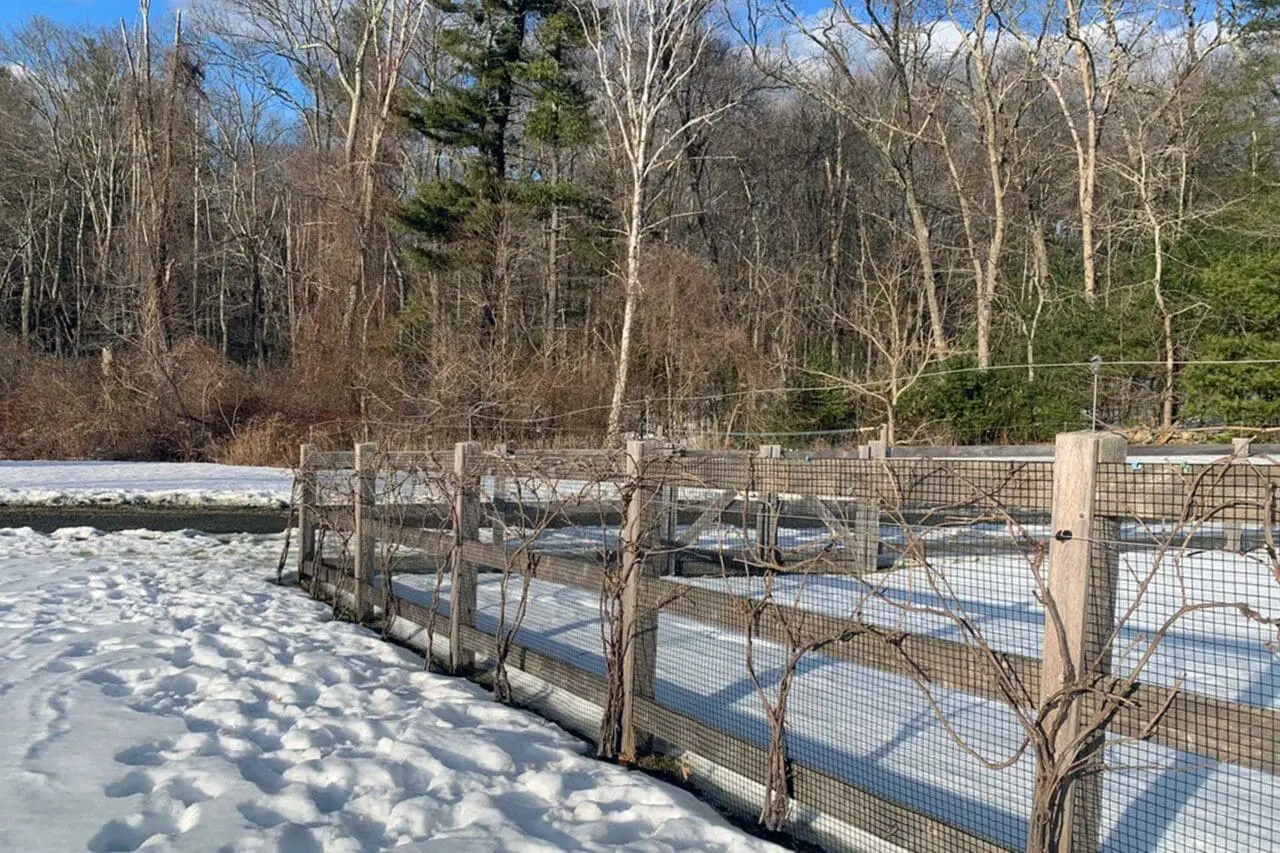 Winter pruning in progress on a residential landscape, with dormant branches being selectively cut to improve plant health and structure before spring.