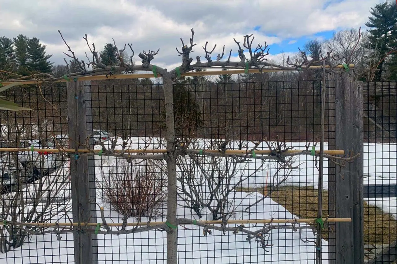 Dormant espaliered fruit trees pruned and trained along a support structure in a snowy winter garden.