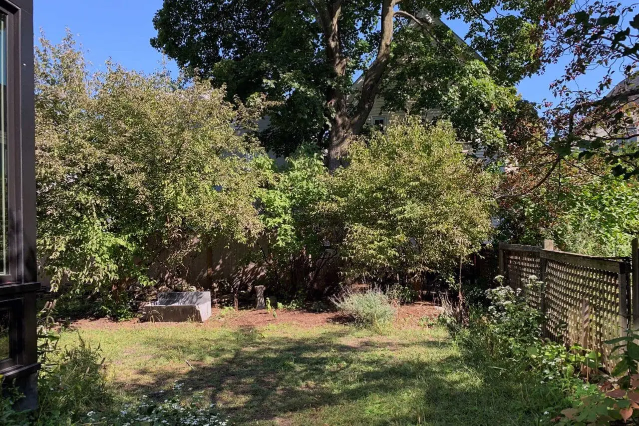 Cambridge, MA - The existing backyard was dominated by invasive growth and unmanaged shade, limiting usability and obscuring the potential of the space.
