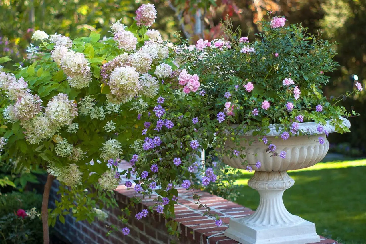Belmont, MA - A classic urn offers a home to seasonal color while blooming in harmony with a hydrangea tree.