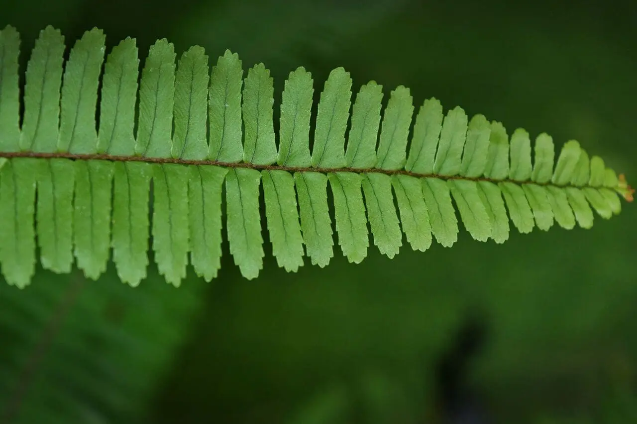 A close-up of a Christmas fern frond, showing its distinctive leathery green leaflets and finely textured form.