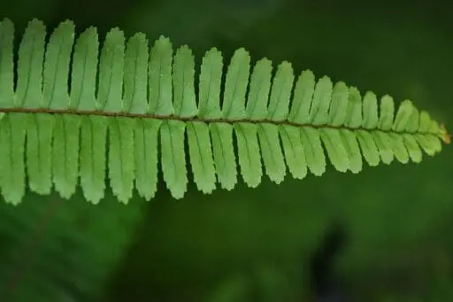 A close-up of a Christmas fern frond, showing its distinctive leathery green leaflets and finely textured form.