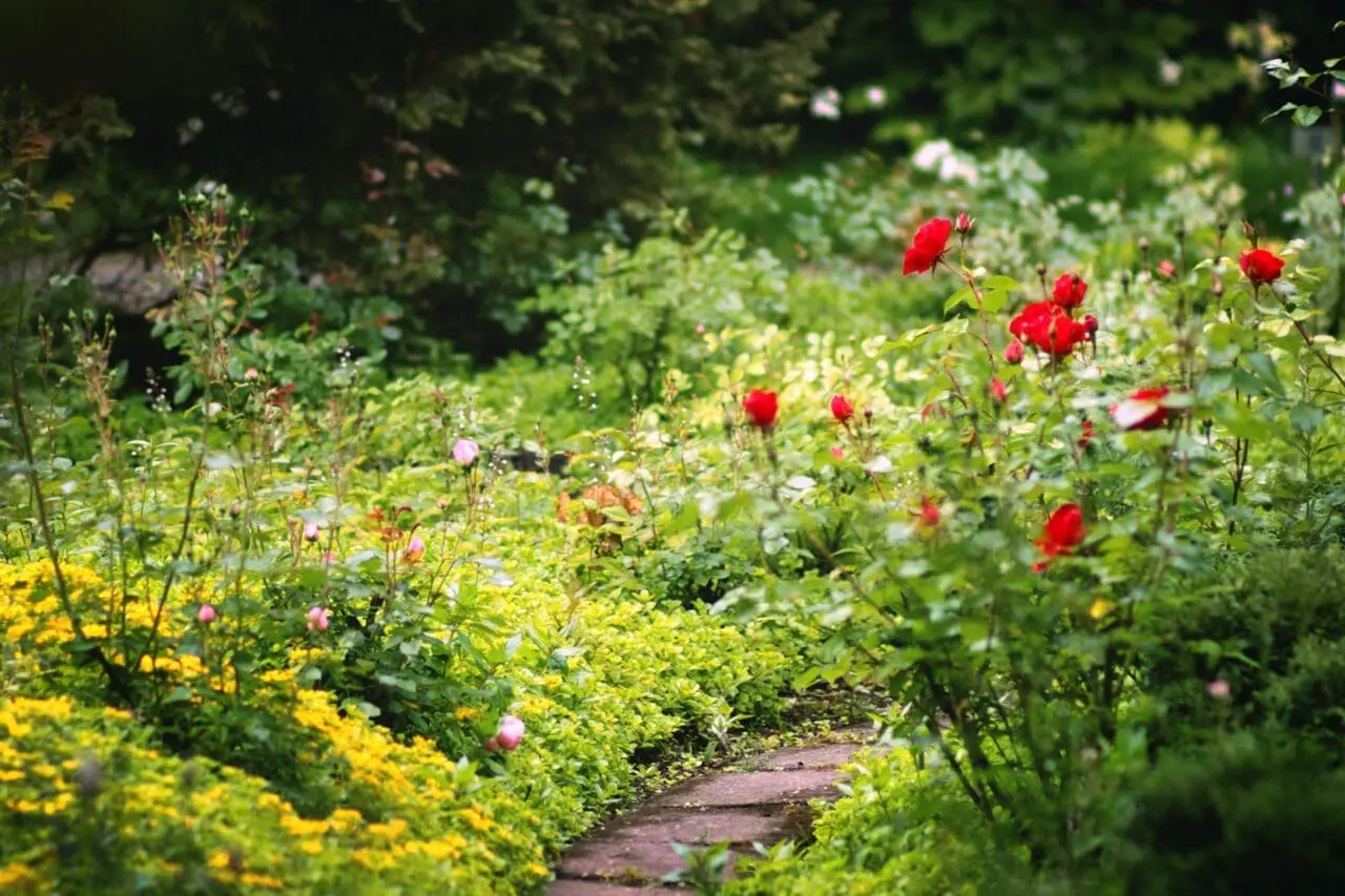A narrow garden path winds through a lush historic-style planting of roses, perennials, and groundcovers, creating a layered, informal sense of discovery.