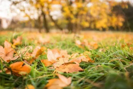Shredded leaves spread across a garden bed create a natural mulch layer that helps enrich the soil, retain moisture, and protect plant roots.