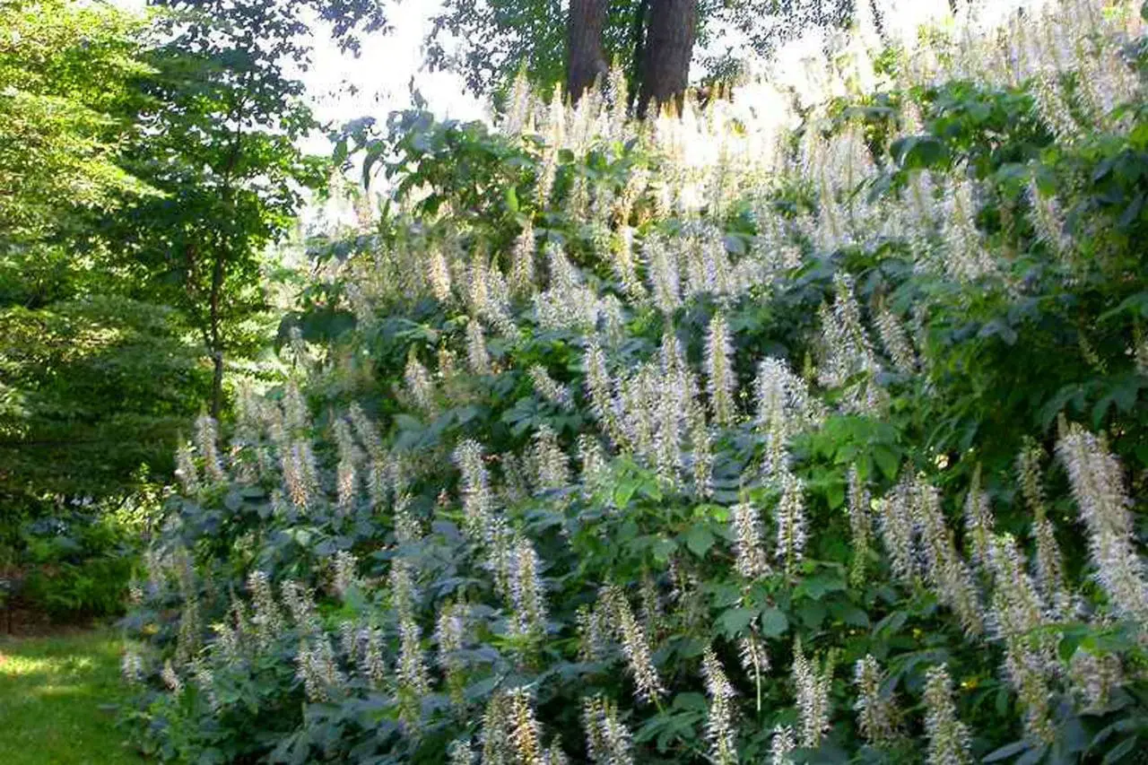 Bottlebrush buckeye (Aesculus parviflora) produces long, upright spikes of white flowers above broad green foliage, creating a bold midsummer display.