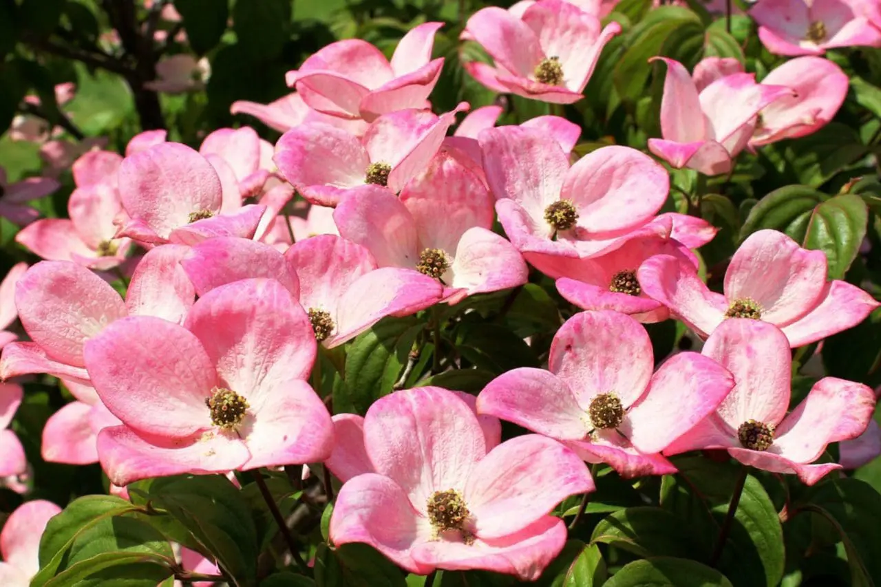Kousa dogwood (Cornus kousa) is covered in rosy pink bracts surrounding small central flower clusters, creating a vivid, eye-catching display.