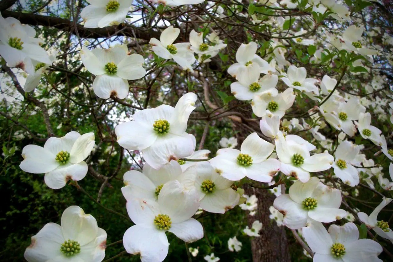 Kousa dogwood (Cornus kousa) is covered in creamy white bracts surrounding small green flower clusters, creating a bright, layered canopy.