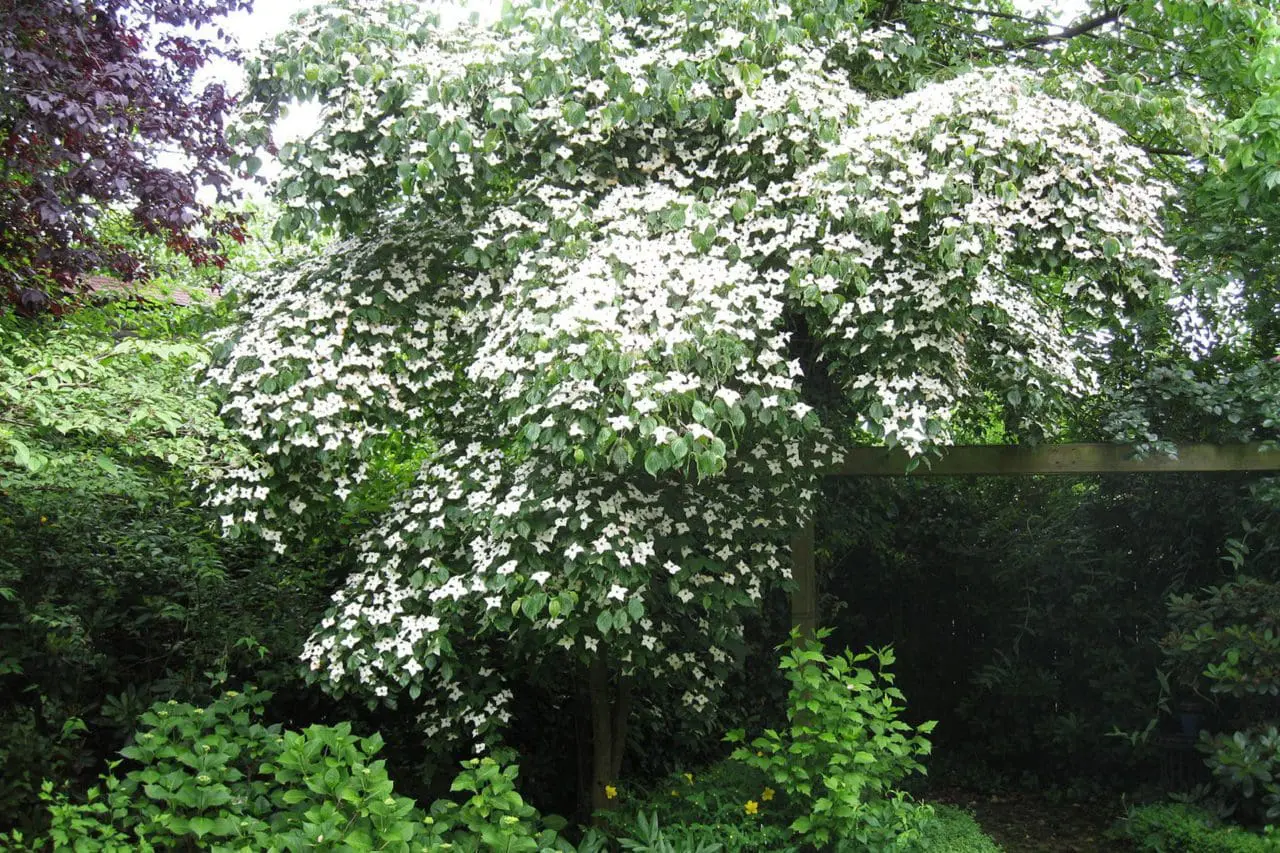 Kousa dogwood (Cornus kousa) spreads a broad canopy covered in white, star-like bracts, creating a striking floral layer above the surrounding garden.
