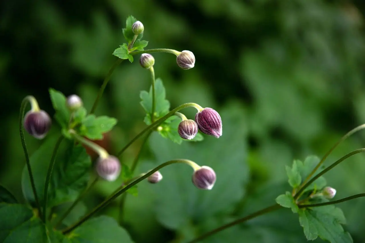 Pink anemone blooms rise on slender stems above dark green foliage, adding a light, graceful note to the fall garden.