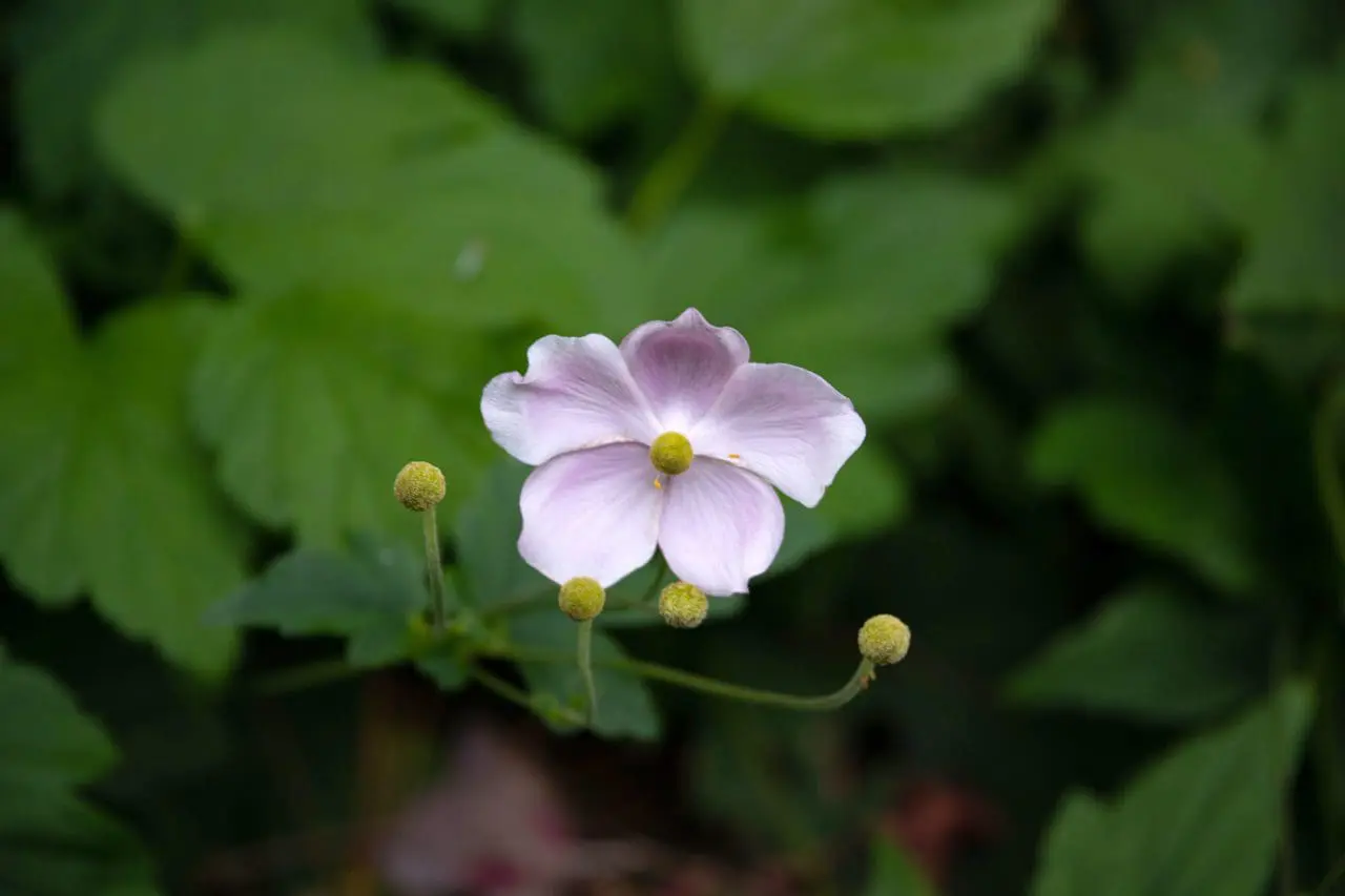 White anemone flowers brighten the fall garden, their golden centers and slender stems standing out against deep green foliage.