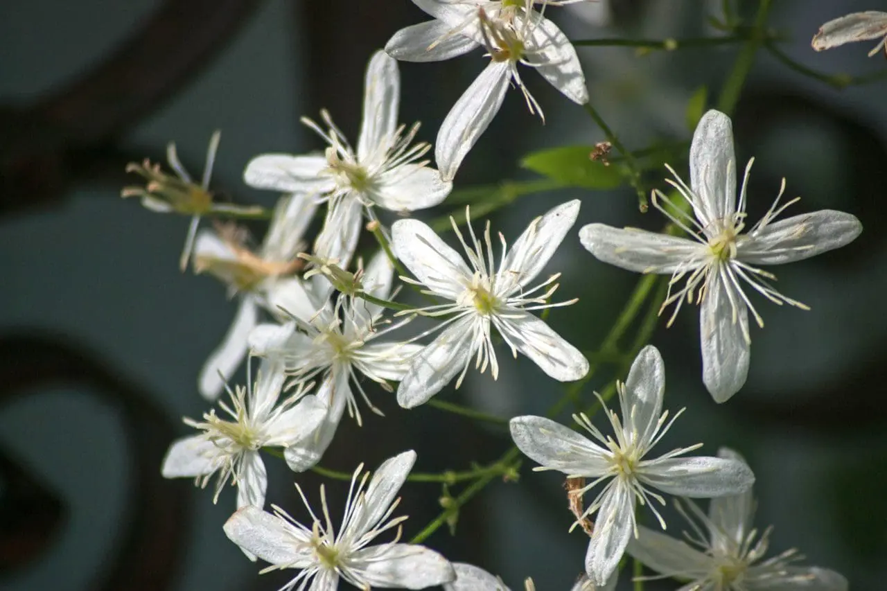 Small white clematis flowers scatter across the vine like stars, bringing a delicate burst of brightness to the fall garden.