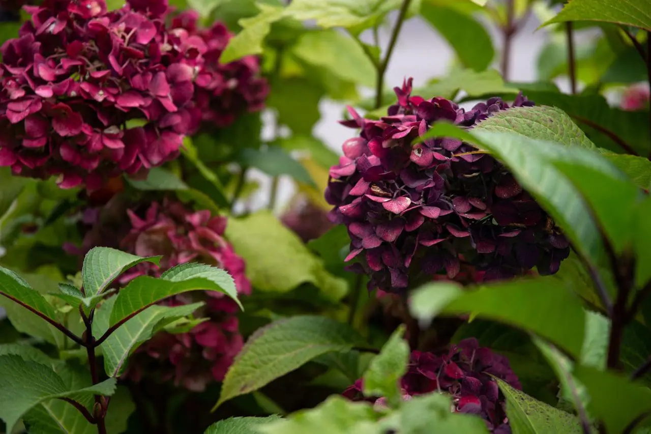 Hydrangea blooms take on dusty rose and burgundy tones in fall, extending seasonal color as the flowers age on the plant.