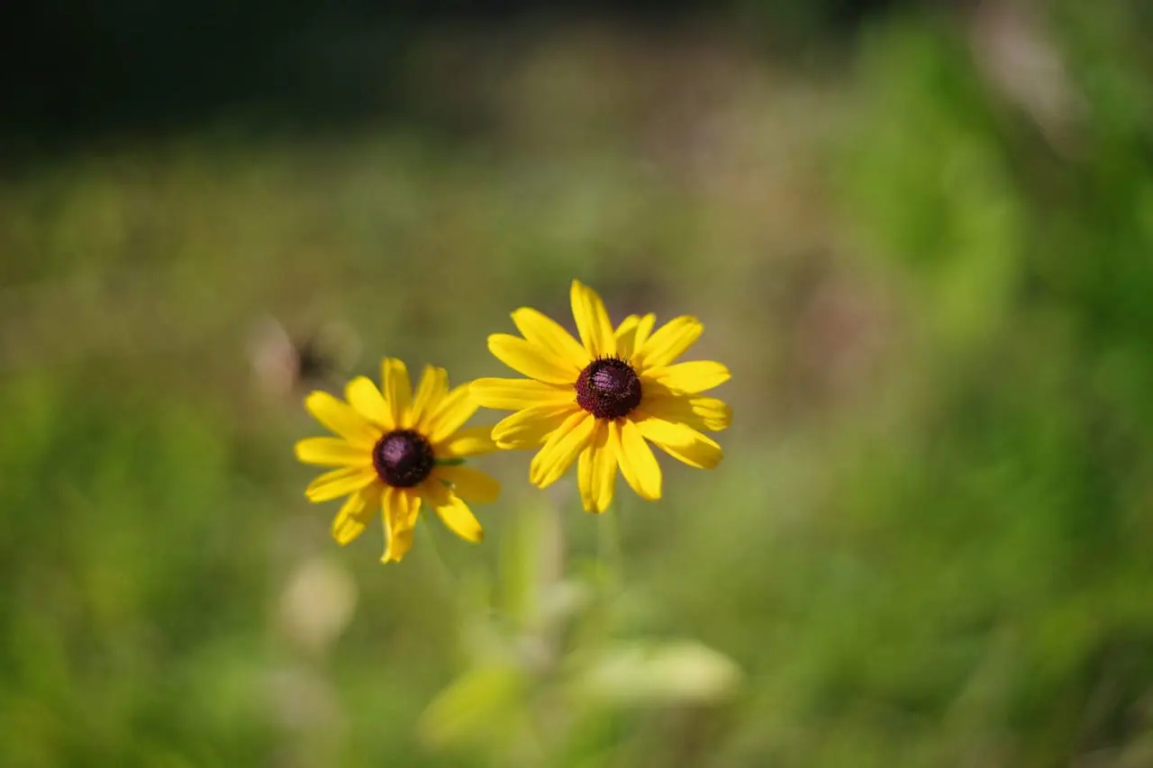 Golden rudbeckia blooms bring a warm burst of yellow to the fall garden, their dark centers adding bold contrast as the season shifts.