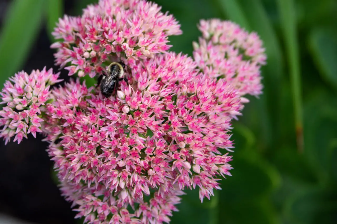 Sedum adds dusky rose and burgundy tones to the fall garden, carrying strong color and texture well beyond the peak of summer bloom.