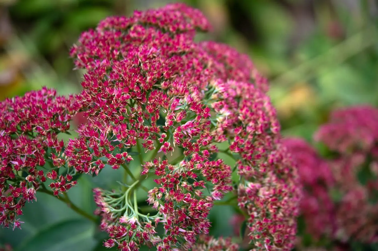 Sedum brings rich late-season color to the garden, with rosy flower heads and warm foliage tones that deepen as fall progresses.