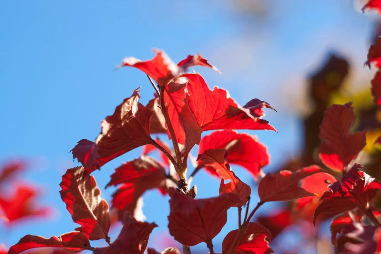 Viburnum glows with clusters of red berries and richly changing foliage, adding layered color and texture to the fall garden.