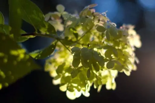 Three ornamental shrubs combine contrasting foliage, form, and seasonal interest to bring structure and variety to the garden.