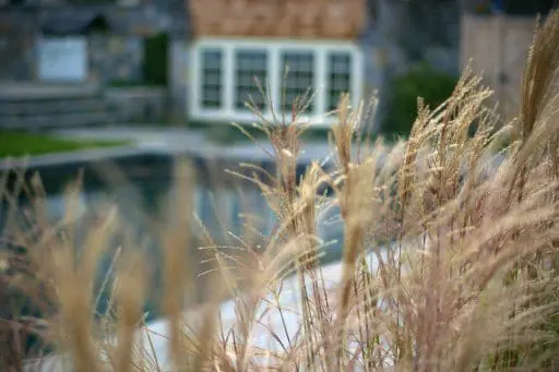 ornamental grasses near pool