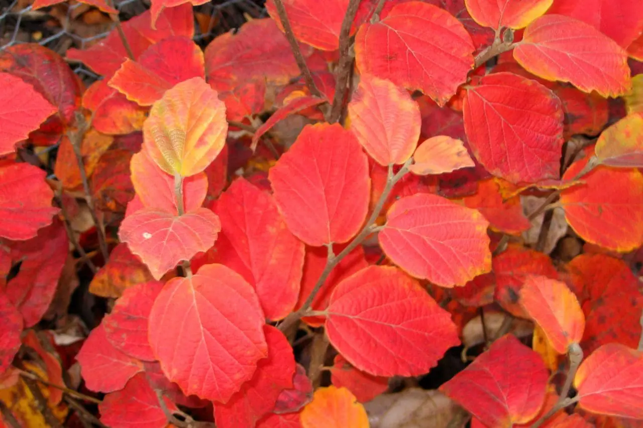 Fothergilla ‘Blue Shadow’ pairs soft blue-gray foliage with a compact, mounded form, giving the planting a cool-toned contrast against surrounding greens.(Photo: GroundWrx)