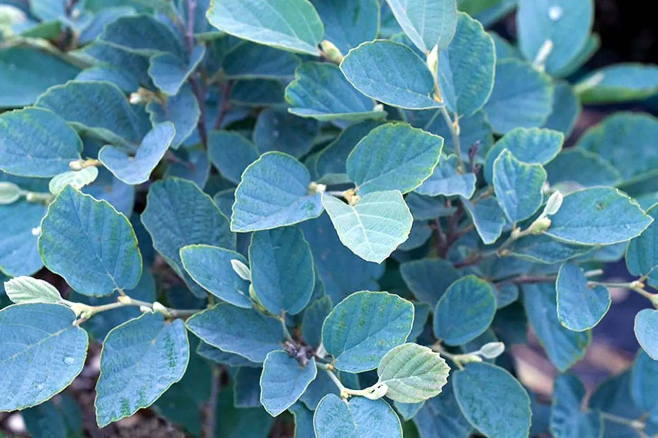Fothergilla ‘Blue Shadow’ combines powdery blue-green foliage with a dense, rounded habit, bringing distinctive color and texture to the garden.