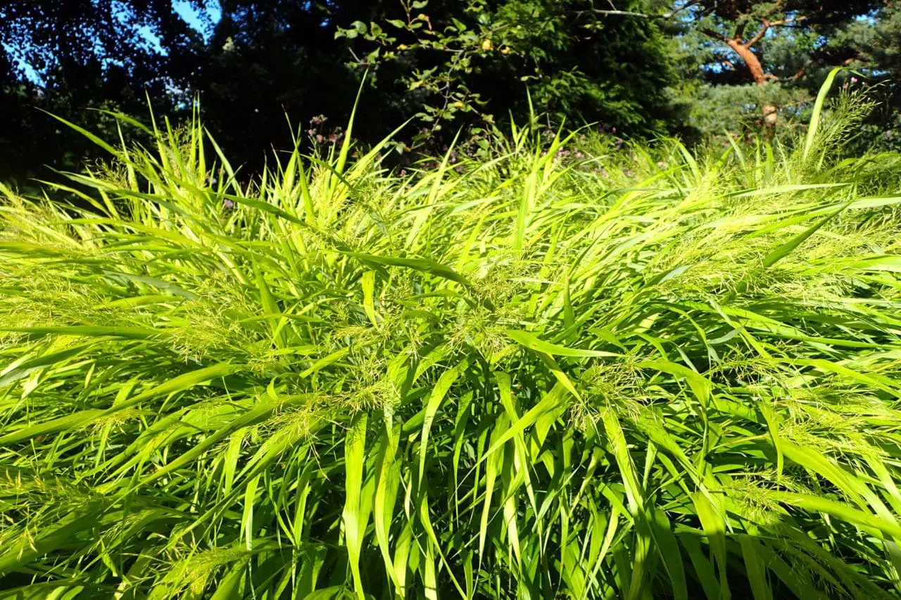 Ornamental Grass Hakonechloa 'All Gold'