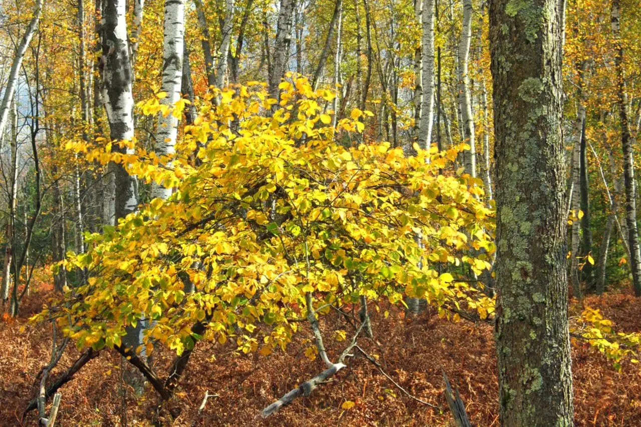 Witch hazel (Hamamelis × intermedia) displays fine, ribbon-like yellow blossoms clustered densely along the branches, creating a bright, intricate floral texture.