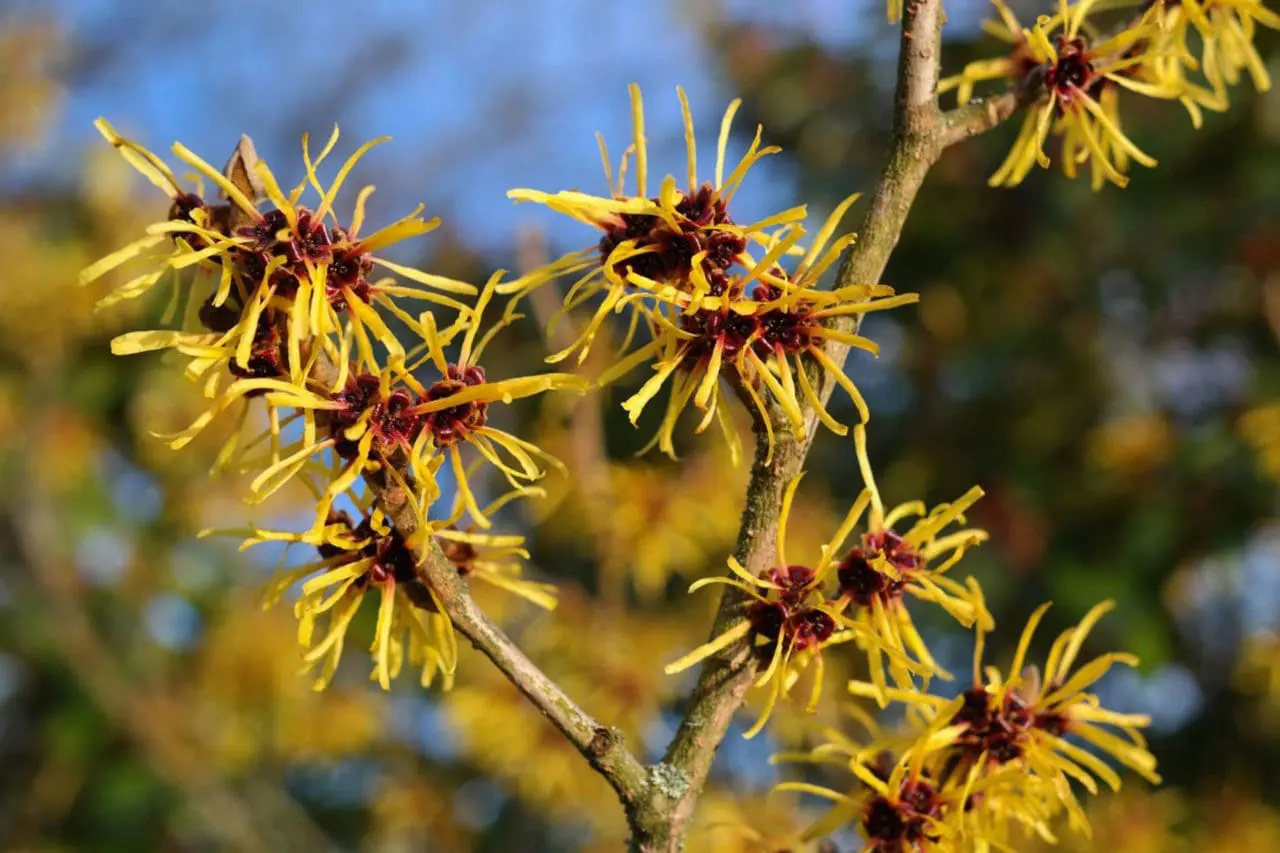 Witch hazel (Hamamelis × intermedia) opens with finely curled yellow petals that flare outward from the branches, creating a loose, almost starburst-like texture.
