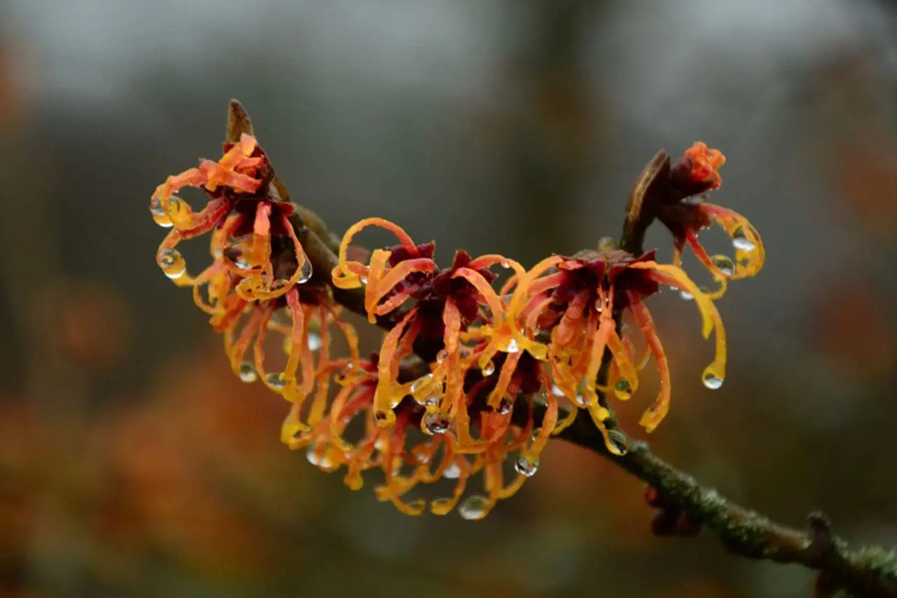 Witch hazel (Hamamelis × intermedia) unfurls spidery yellow flowers along bare branches, bringing vivid color and fine texture to the winter garden.