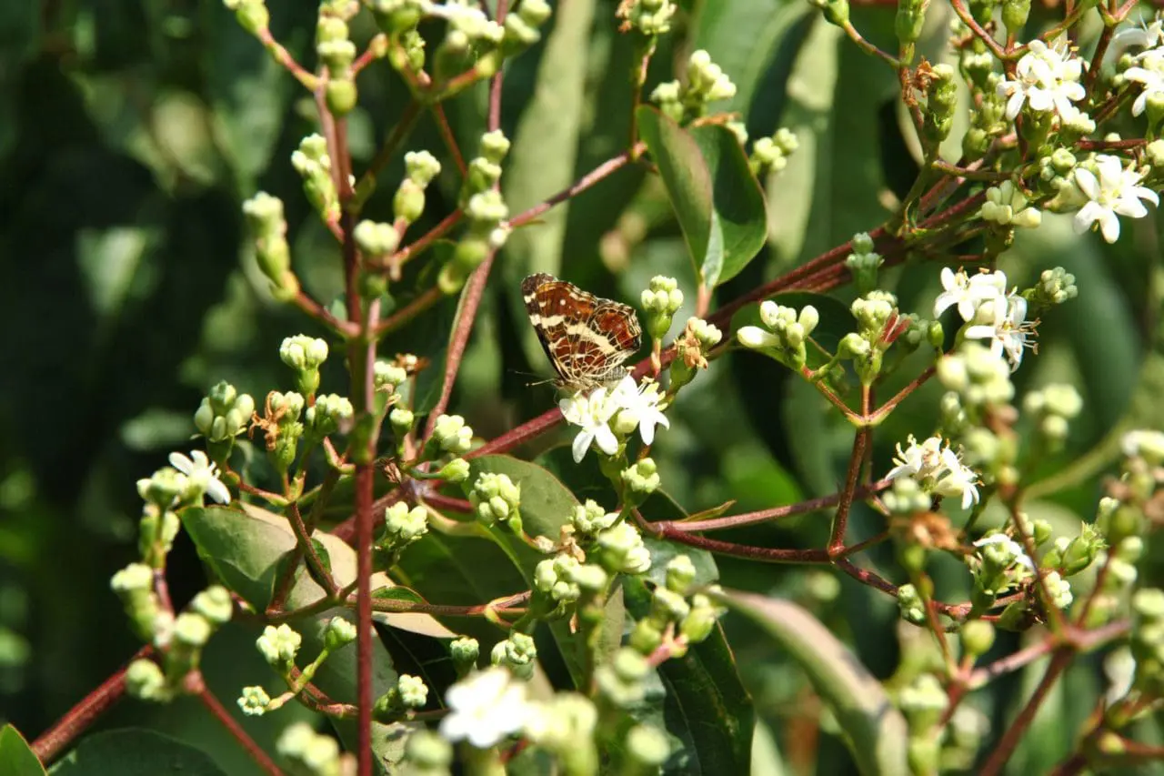 Seven-son flower (Heptacodium miconioides) combines clusters of white blooms with glossy green foliage, creating an airy, graceful display late in the season.
