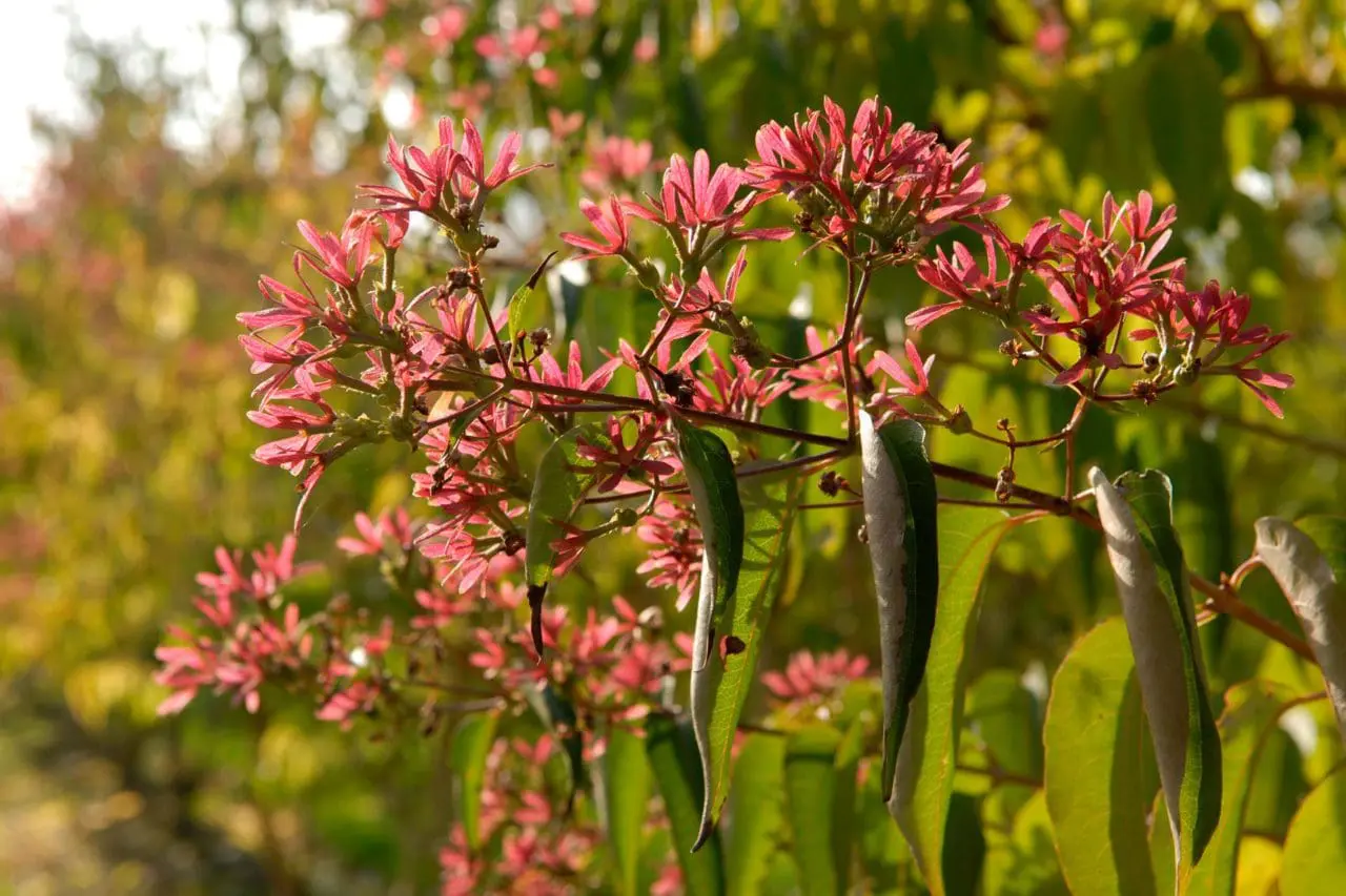 Seven-son flower (Heptacodium miconioides) develops rosy-red calyces after flowering, giving the plant a second wave of vivid late-season color.