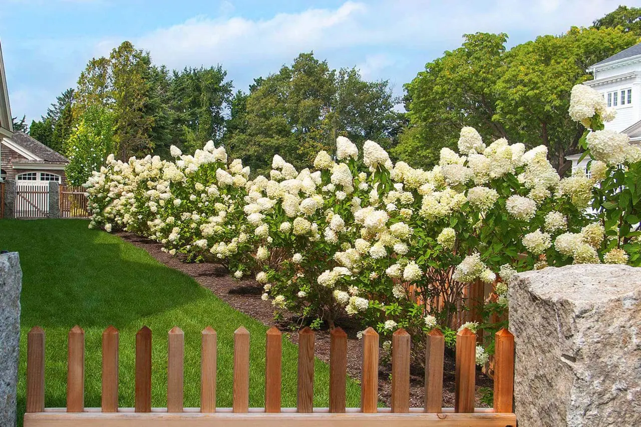 White panicle hydrangeas fill the garden with abundant cone-shaped blooms, creating a bright, generous sweep along the lawn.