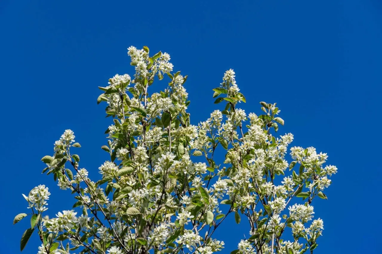 Serviceberry (Amelanchier canadensis) bursts into clouds of delicate white spring blossoms against a clear blue sky.