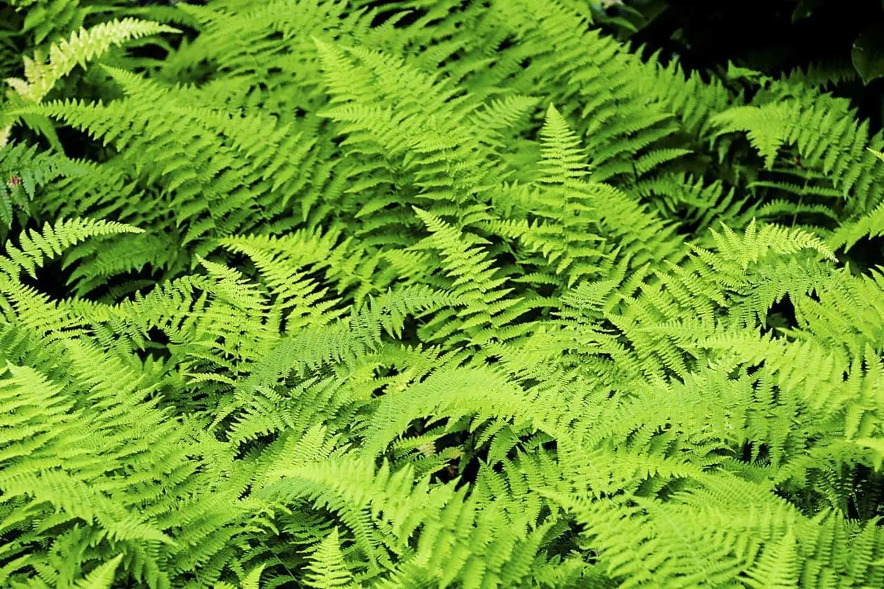 These ferns do a great job of bridging the gap between the ground layer and the mid layer of shrubs.