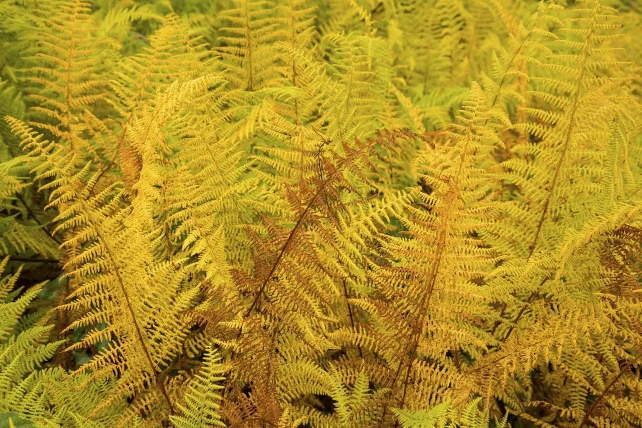 Hay-scented fern (Dennstaedtia punctilobula) turns a brilliant golden yellow in fall, bringing a final burst of color before the fronds die back for winter.