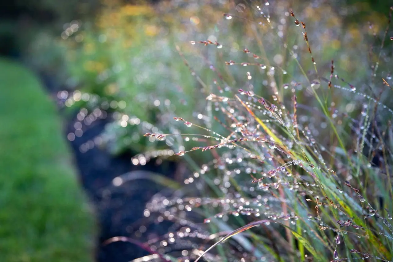 Dew-covered native grasses catch the morning light, bringing fine texture, movement, and easygoing structure to a low-care woodland garden.