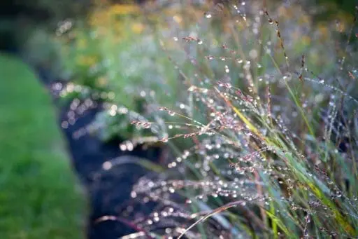 Dew-covered native grasses catch the morning light, bringing fine texture, movement, and easygoing structure to a low-care woodland garden.